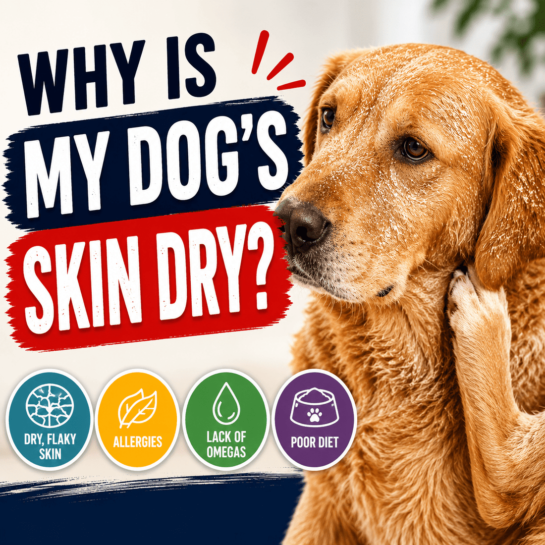 Why Is My Dog's Skin Dry? - Better Dog Supplements