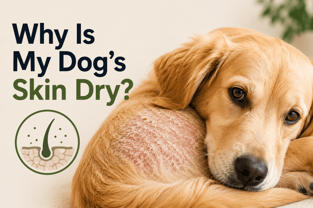 Why Is My Dog's Skin Dry? - Better Dog Supplements