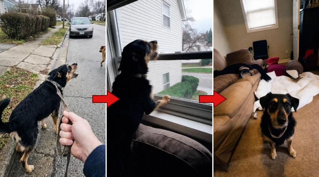 A dog showing signs of everyday stress and reactivity