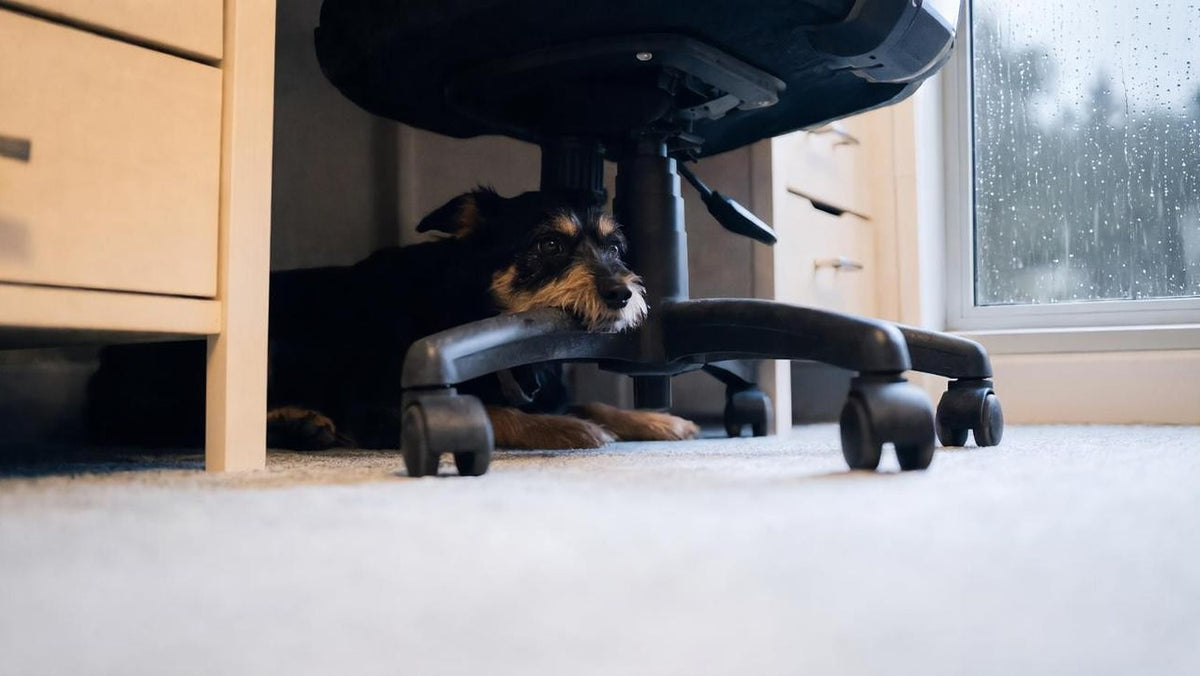 Daily life affected by a dog’s anxious behavior