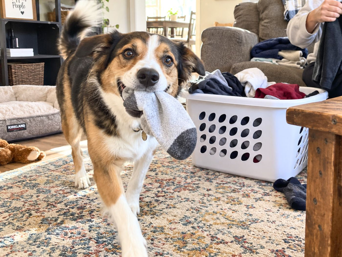You Get Your Real Dog Back Again