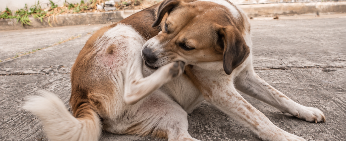 Dog scratching