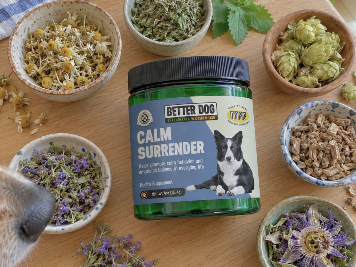 Six Herbs Working Toward To Your Dog's Calm