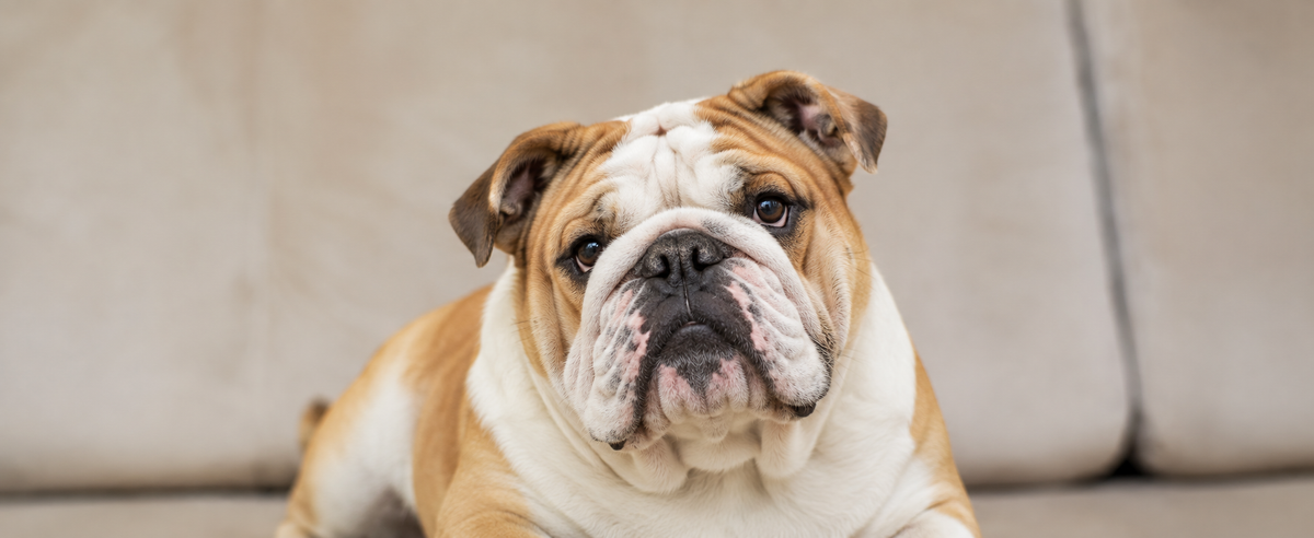 Dog at home