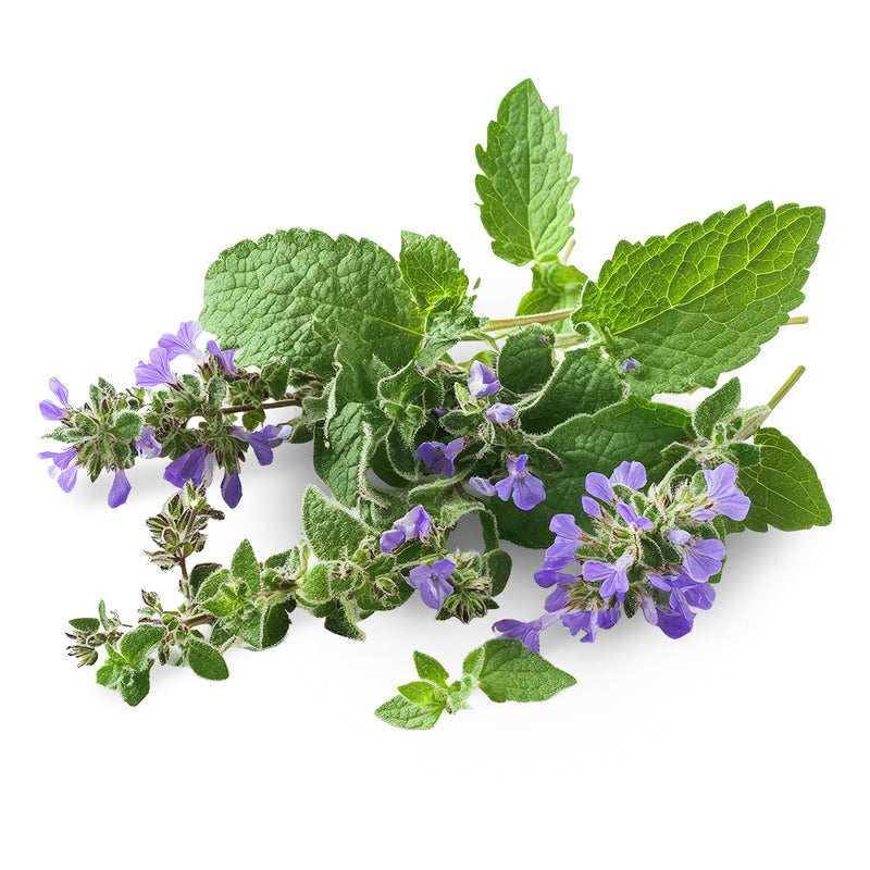 Catnip – The Natural Comfort Herb