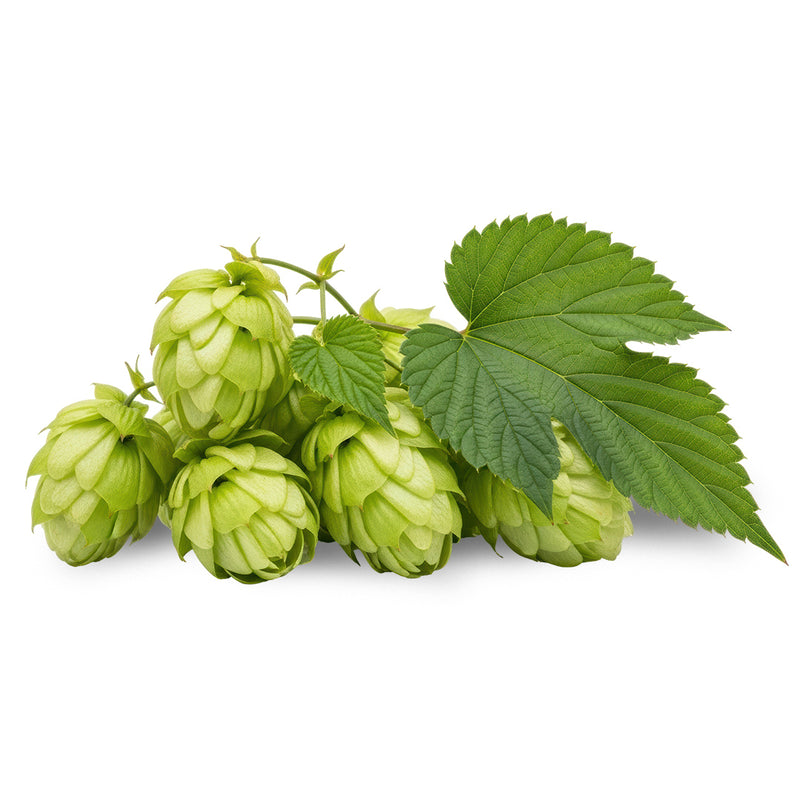 Hops – The Tranquility Supporter