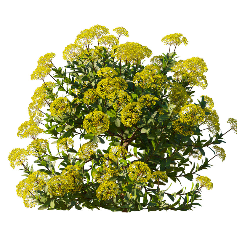 bupleurum