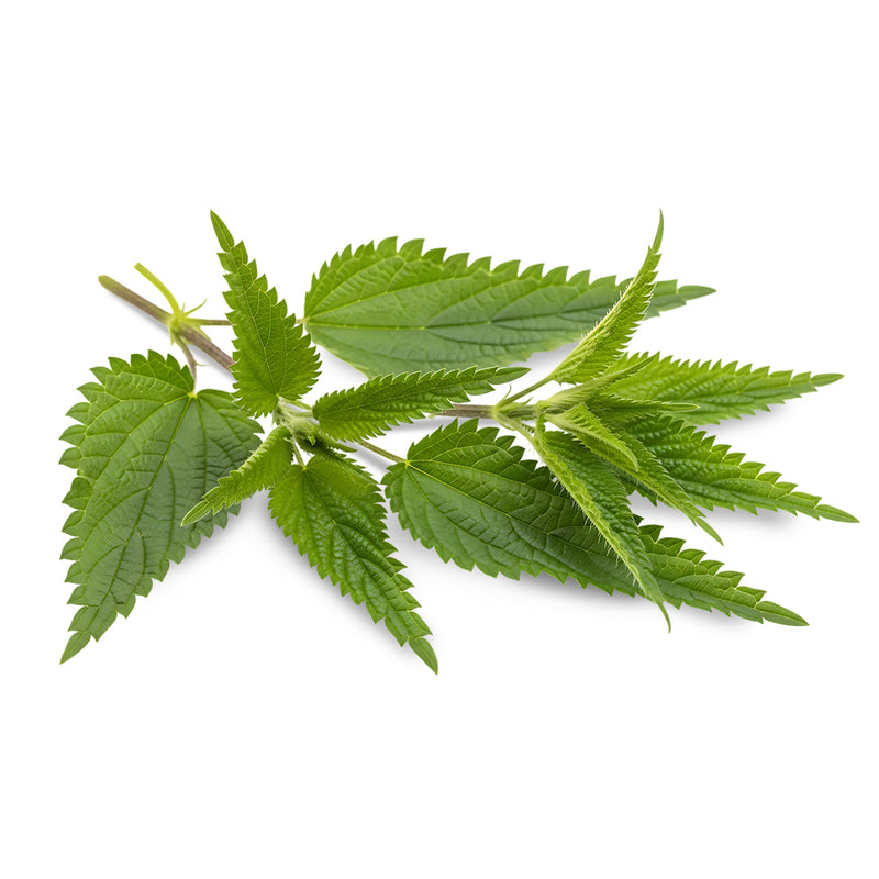 nettle