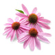 Echinacea