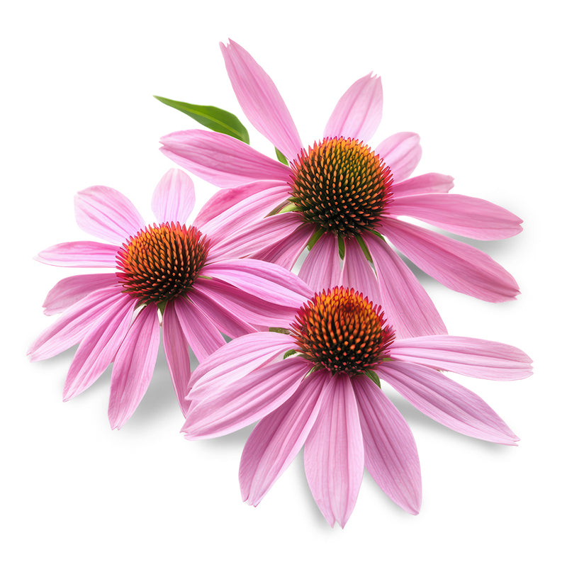 Echinacea