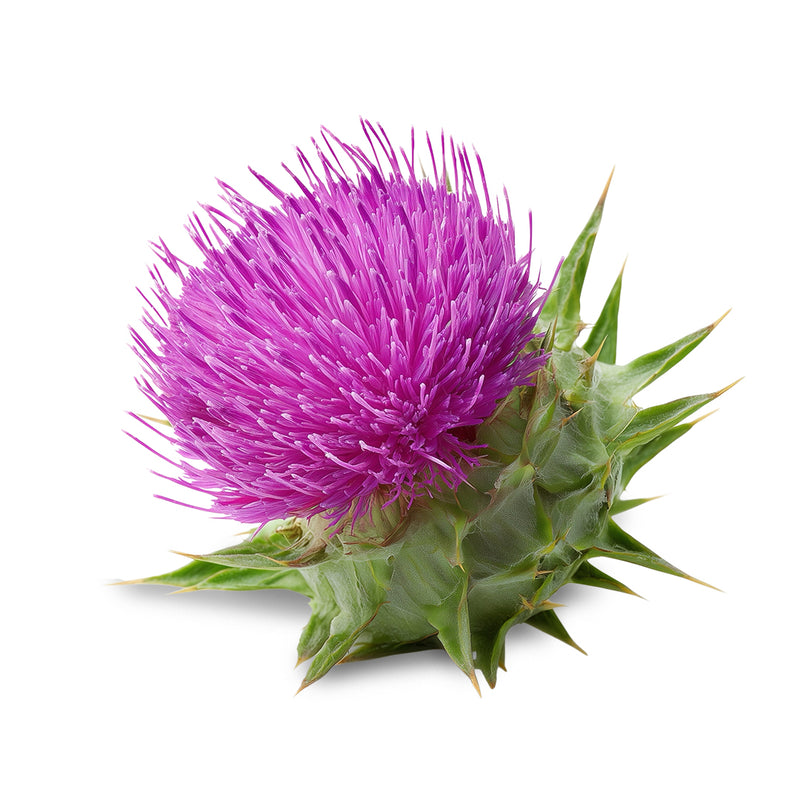 milk thistle