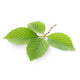Slippery Elm