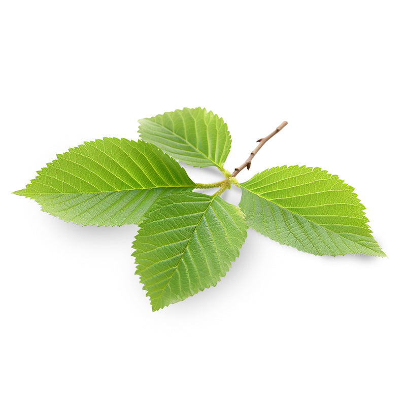 Slippery Elm