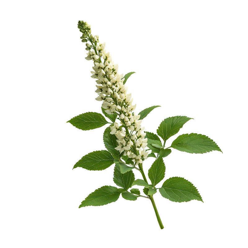 black cohosh