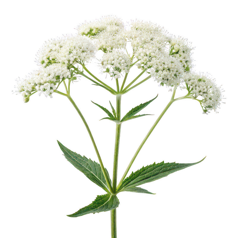 boneset
