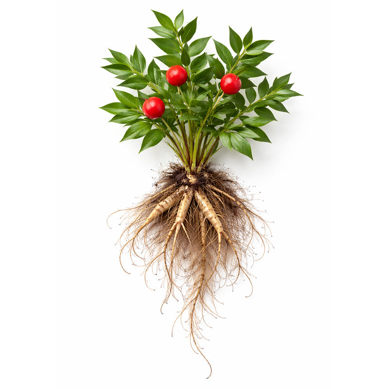 Butcher's Broom