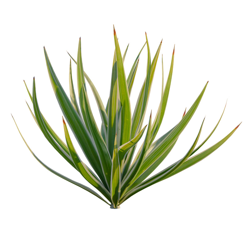Yucca