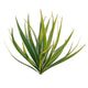 Yucca