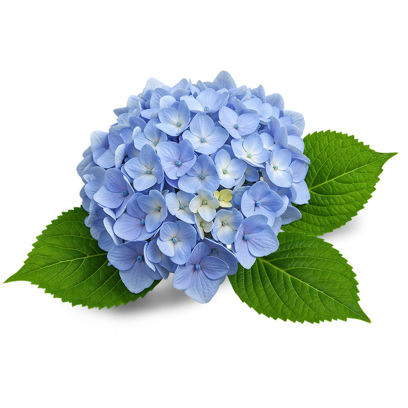 hydrangea