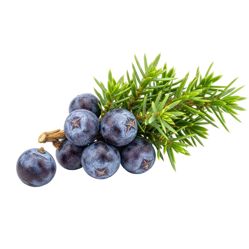 juniper berry