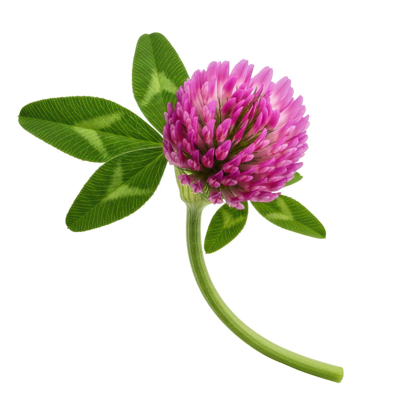 red clover
