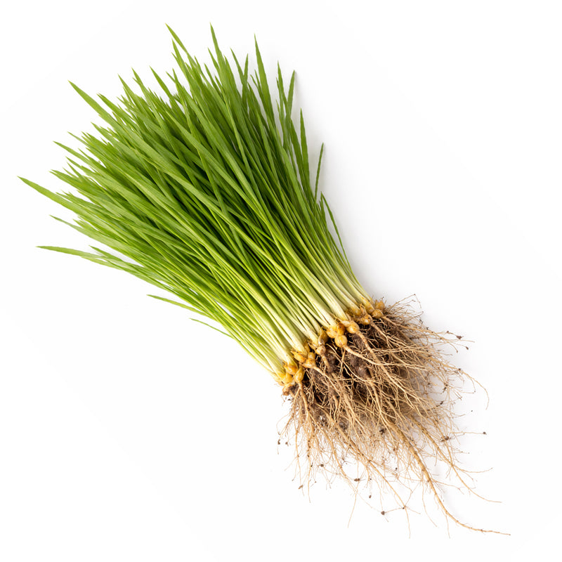 Wheat Grass