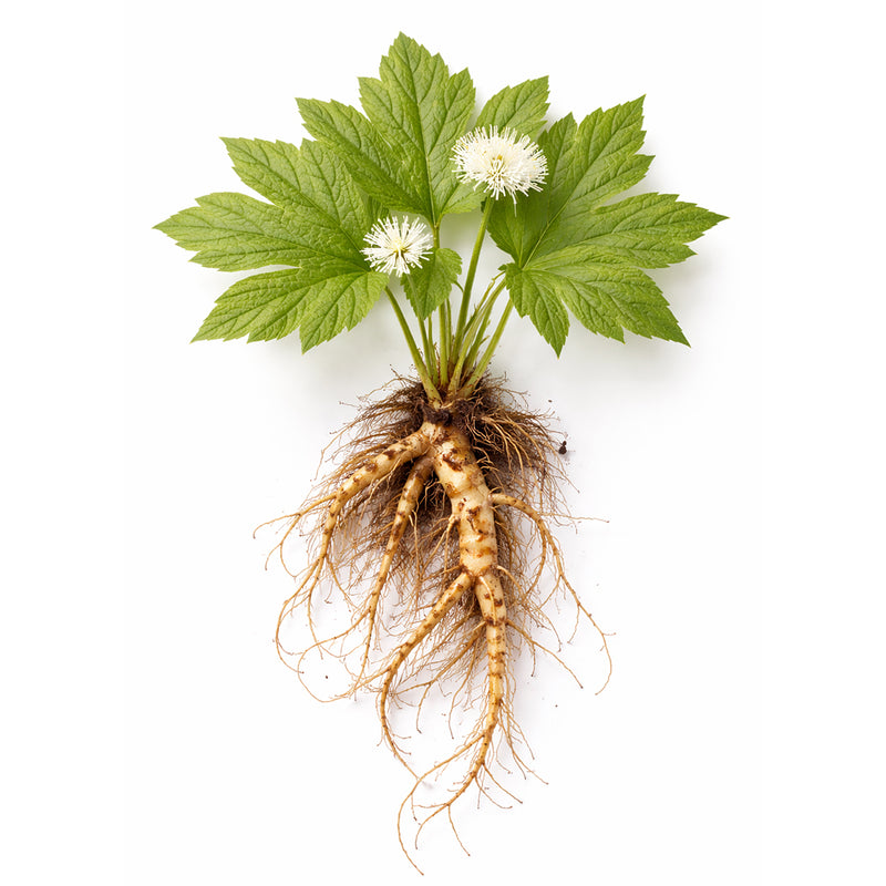 Goldenseal