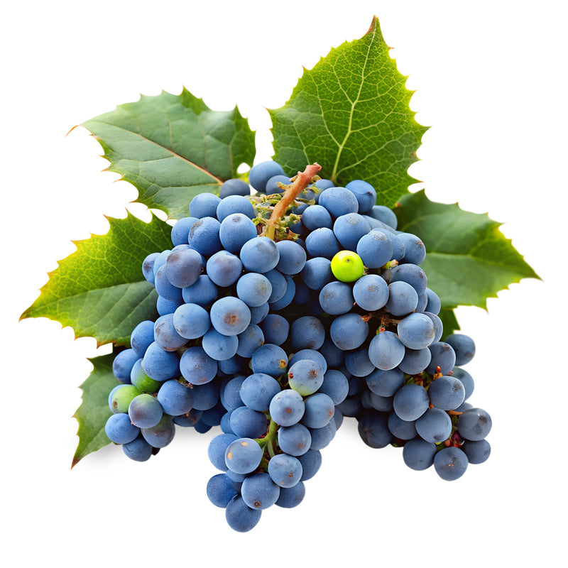 oregon grape