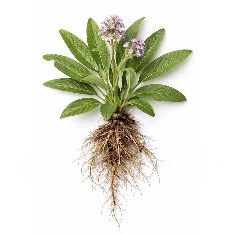 yerba santa