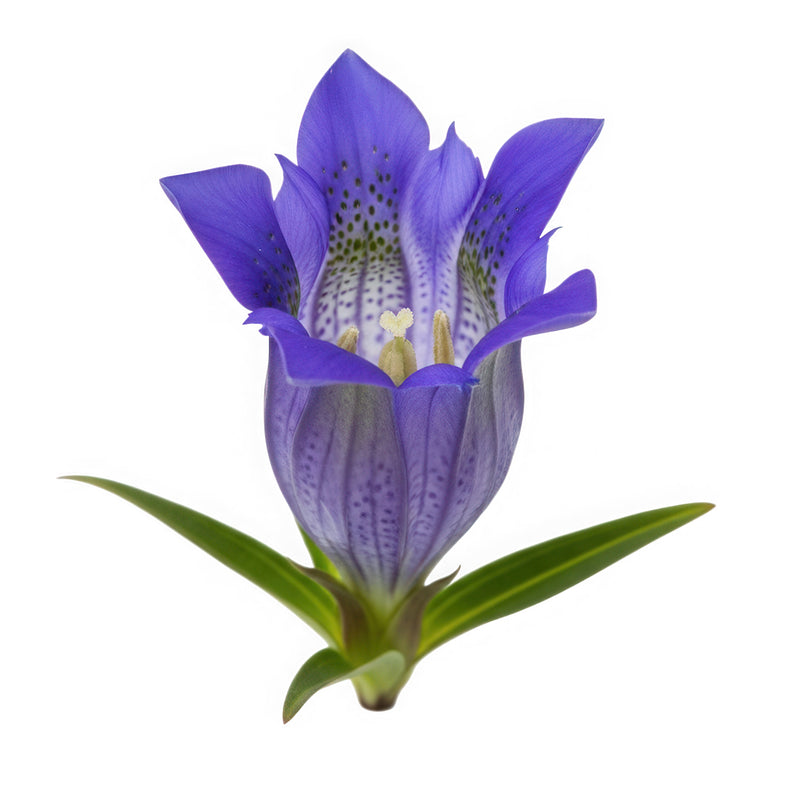 gentian