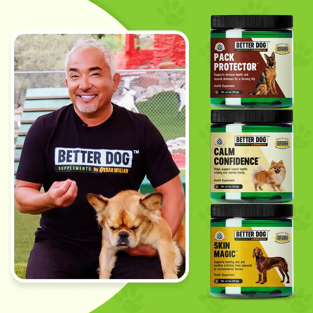 Person holding a dog with Better Dog products displayed on a green background