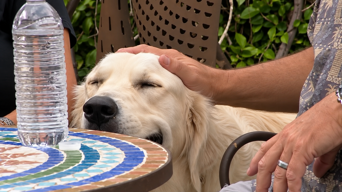Your Dog Gets His Personality Back, Not Just Calmer Skin