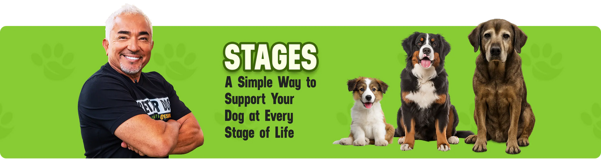 Promotional banner for 'Stages' with a man and three dogs on a green background