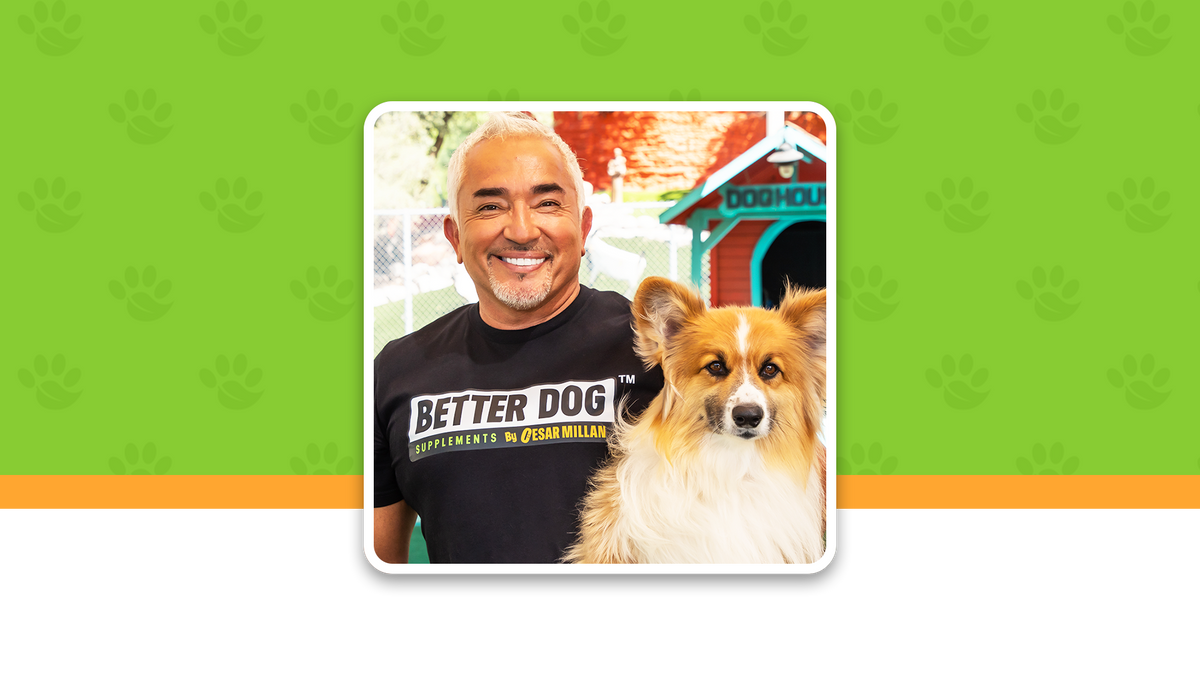 Man wearing a 'Better Dog' shirt with a dog on a green background with paw prints.