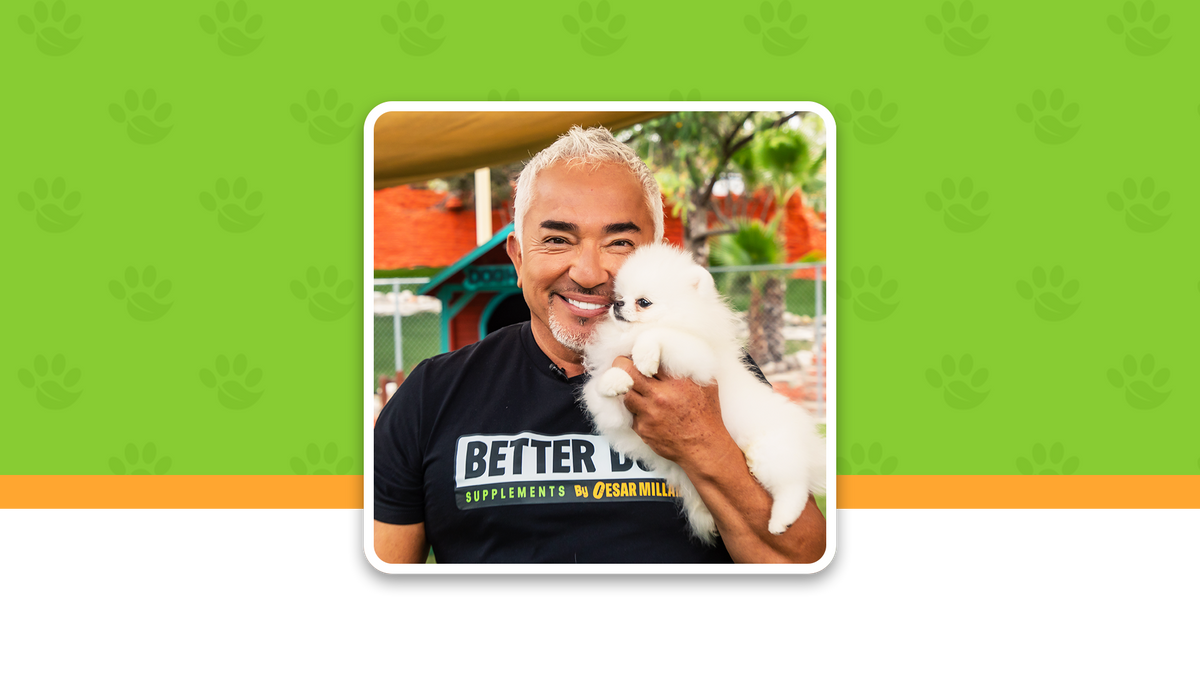 Man holding a small white dog with a green background featuring paw prints and an orange stripe at the bottom.