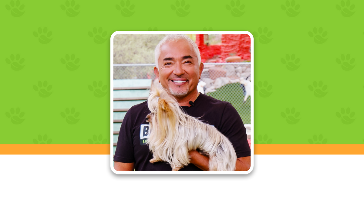 Man holding a dog with a green background featuring paw prints
