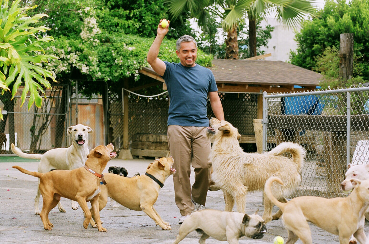 Developed For Cesar Millan — The Original Host of The Dog Whisperer® TV Series
