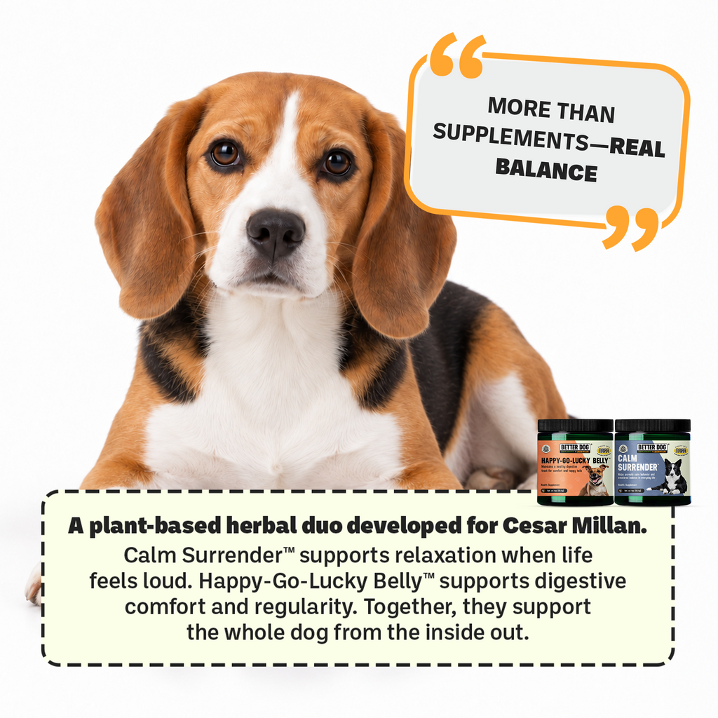 Calm Mind, Calm Belly Bundle