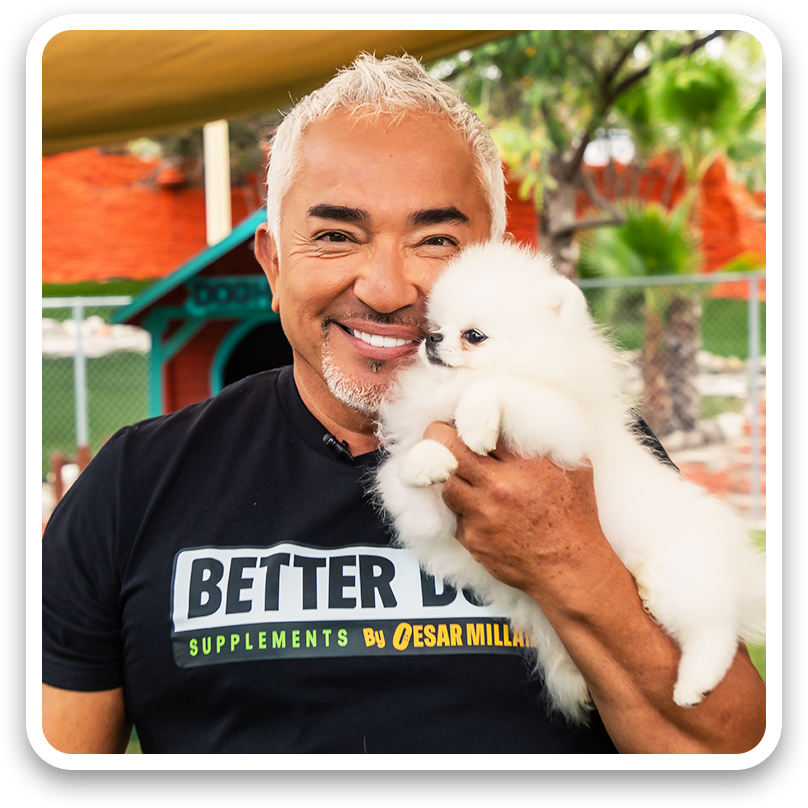 Man holding a small white dog with 'Better B' supplement brand shirt in an outdoor setting