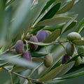 OLIVE LEAF
