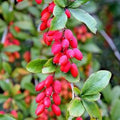 POTENT BARBERRY