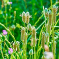 PURE PSYLLIUM