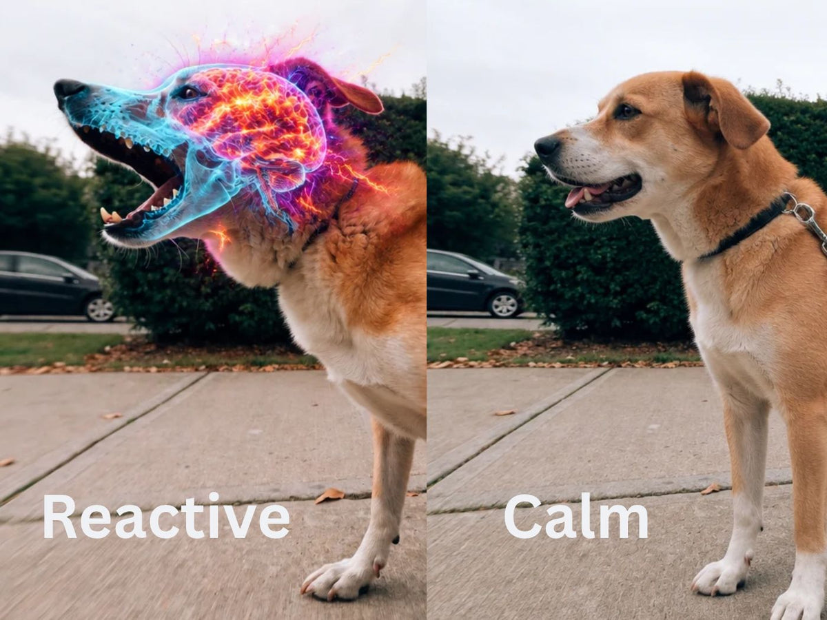Their Reactivity Is Not Random. It Is Stress.