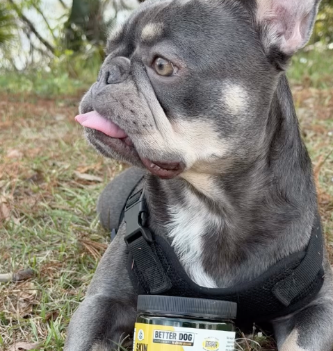 Dog Approved