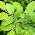 SLIPPERY ELM