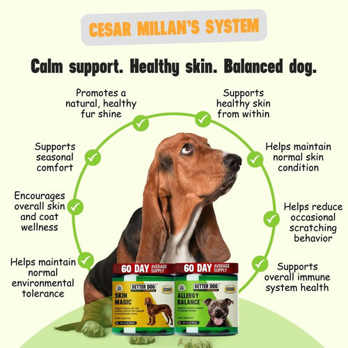 Allergy + Skin™ - Better Dog Supplements