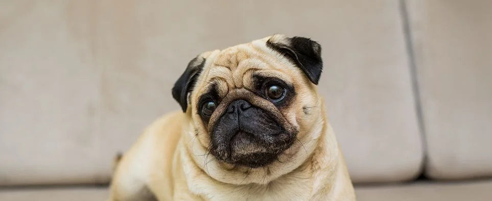 Dog at home