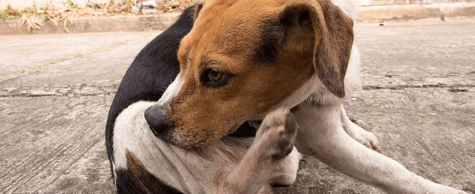 Dog scratching