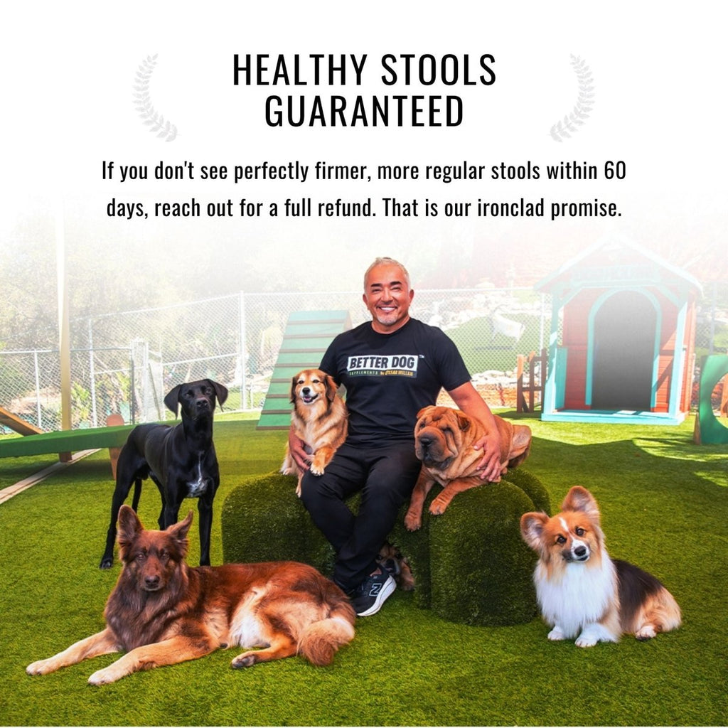 Balance Bundle™ - Better Dog Supplements