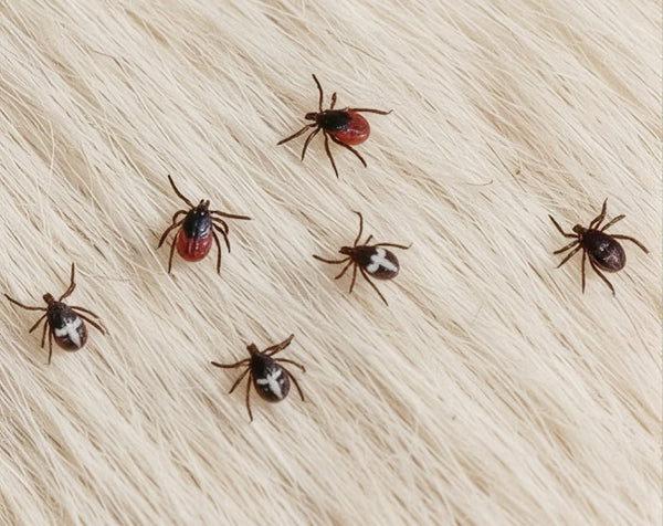 Pests